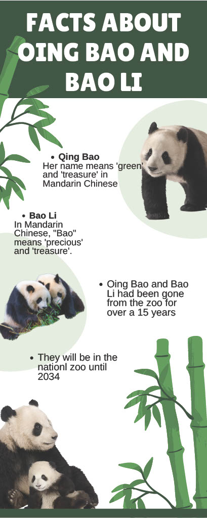 Welcome back, Pandas: our Two Animals return After Years of being away!
