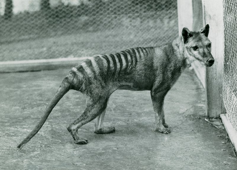 A picture of the last Tasmanian tiger.